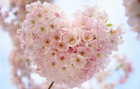 Heart Blossoms-faye-cornish-512491-unsplash-crop