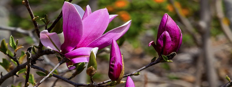 purple_magnolia-WP