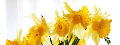 rsz_daffodile