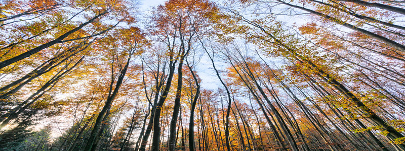 Beech Tree Forest in Autumn